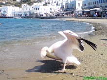 Ο ΠΕΛΕΚΑΝΟΣ ΤΗΣ ΜΥΚΟΝΟΥ